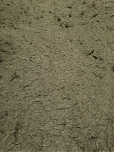 slooProImg_20151229124023.jpg